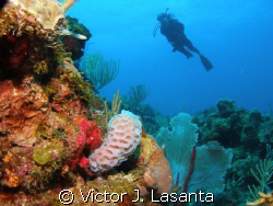 nice view of samara !!! in mermaid point dive site at par... by Victor J. Lasanta 